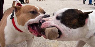 PITBULL. Esta vez, un perro atacó y mató a una niña en La Matanza.