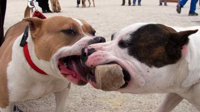 PITBULL. Esta vez, un perro atacó y mató a una niña en La Matanza.