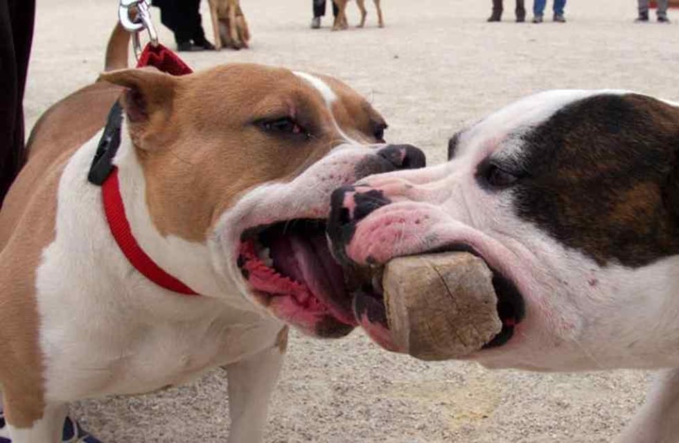 La Falda: una mujer está en terapia intensiva luego de que dos pitbulls la atacaran