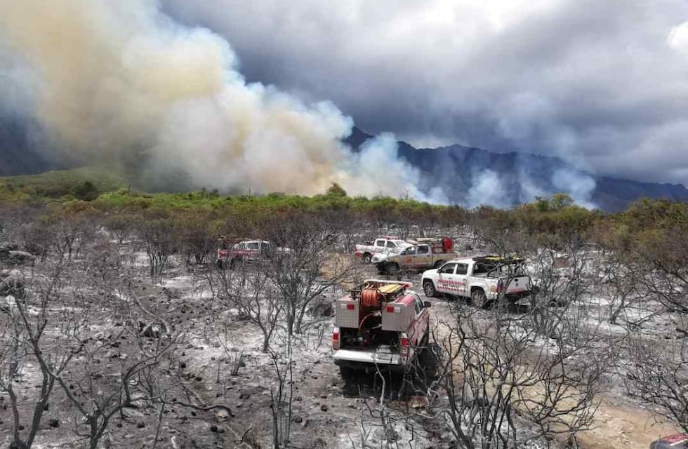 Córdoba invertirá 10 millones de pesos para reforestar áreas incendiadas