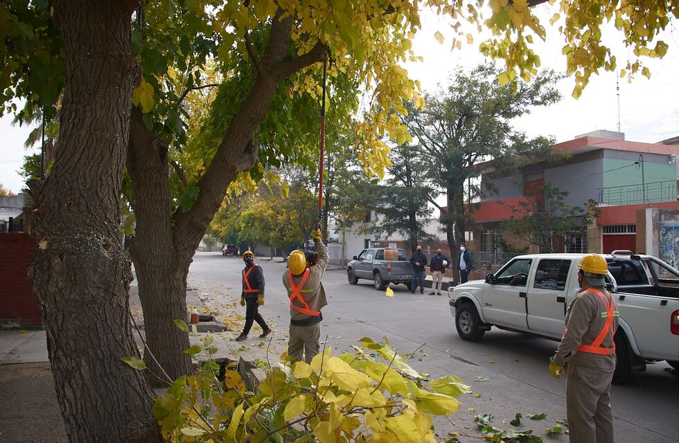 Continúa la poda en Alvear y piden a la comunidad precaución al circular