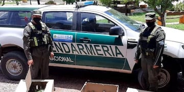 Secuestraron 216 "loros habladores" que estaban escondidos en el baúl del auto.