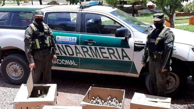 Secuestraron 216 "loros habladores" que estaban escondidos en el baúl del auto.