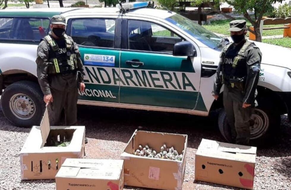 Santiago del Estero: trasladaban 216 loros habladores en el baúl de un auto rumbo a Santa Fe