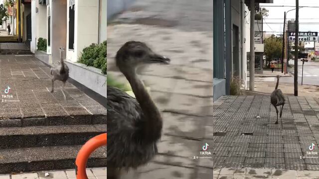 En barrio La Falda se pudo ver corriendo a un ñandú suelto por calle Sarmiento al 1.100