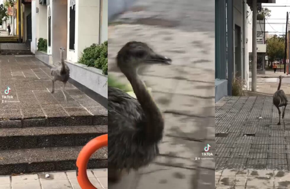 Un ñandú pasea por las calles bahienses