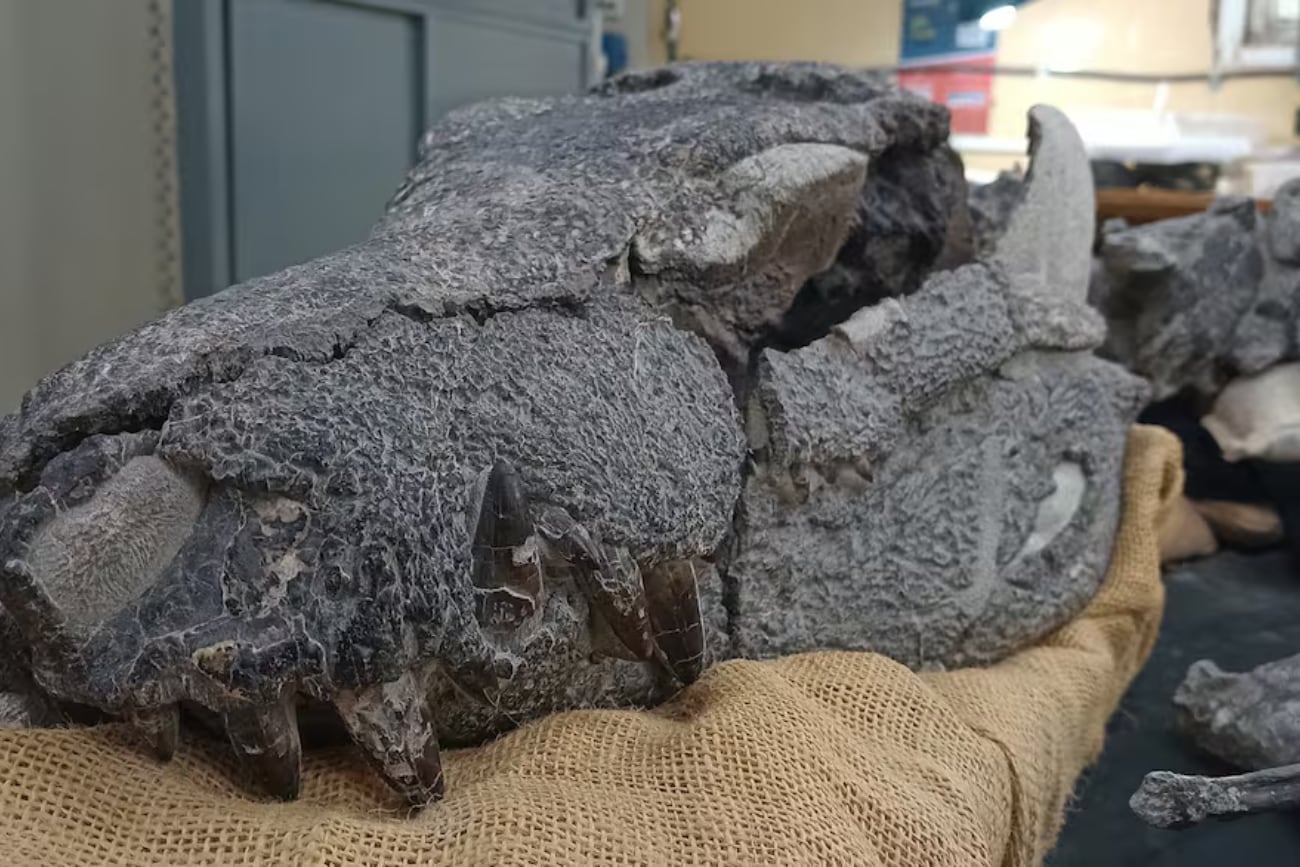 Descubrieron en la Patagonia un nuevo cocodrilo carnívoro extinguido hace 70 millones de años. (Gentileza)