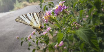 No falla: cuáles son las 5 plantas fáciles de sembrar y que atraen las mariposas al jardín