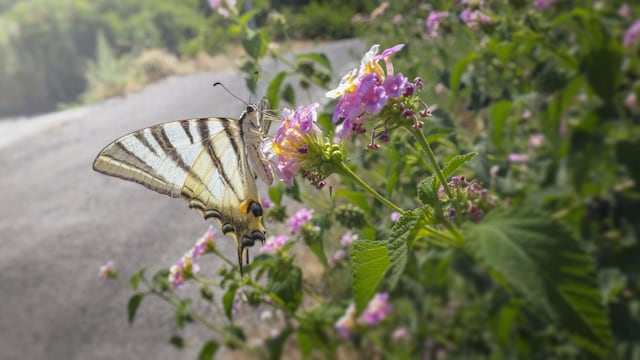 No falla: cuáles son las 5 plantas fáciles de sembrar y que atraen las mariposas al jardín