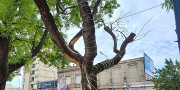 Trabajos sobre el arbolado en la Plaza 25 de mayo