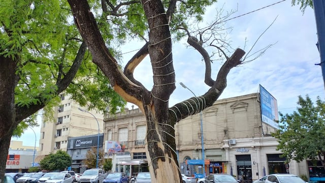 Trabajos sobre el arbolado en la Plaza 25 de mayo