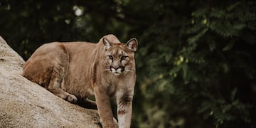 Turista se encontró frente a dos pumas en Aluminé, Neuquén.