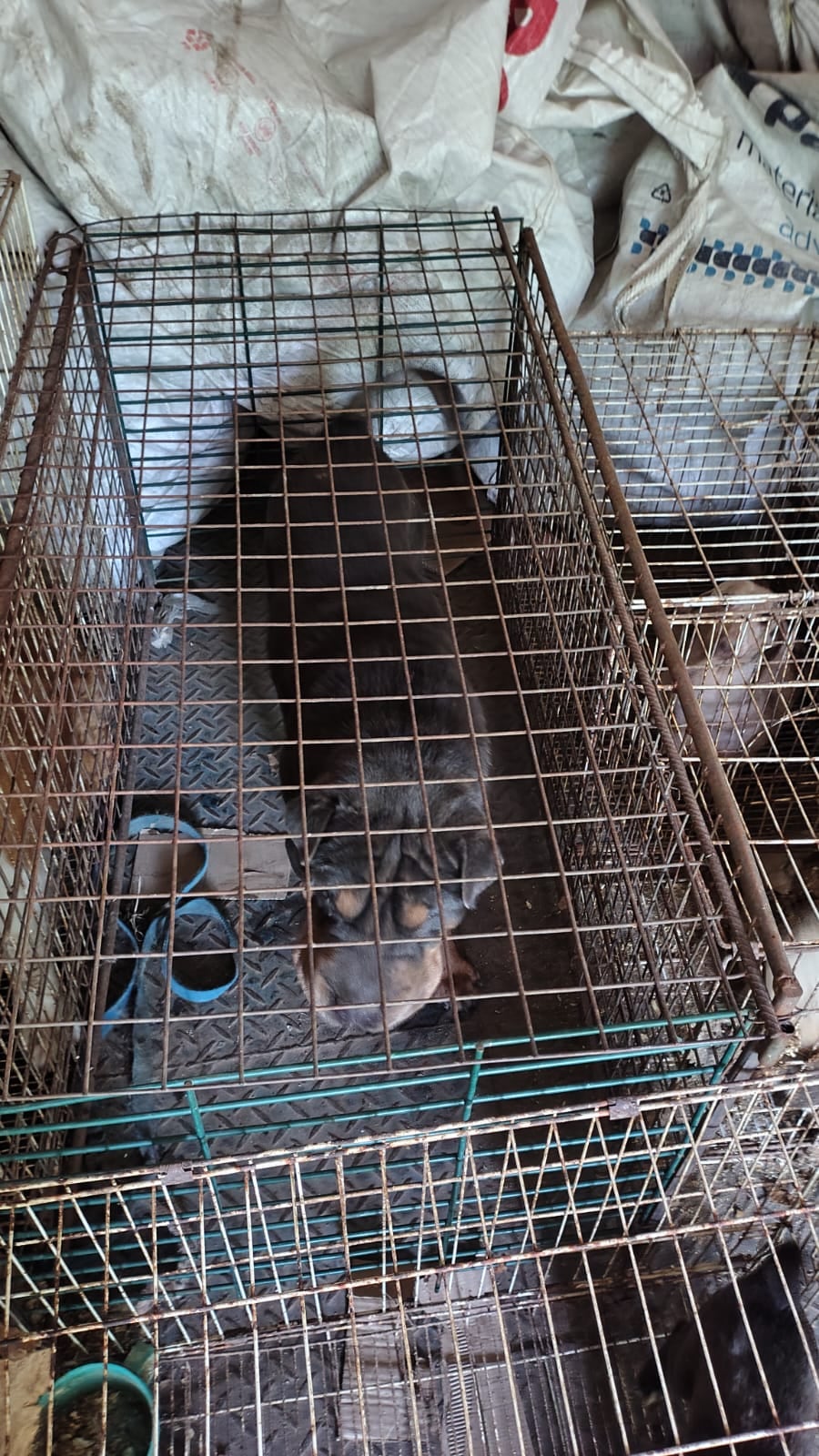 Los animales se encontraban en malas condiciones.
