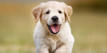 Día mundial de amar a tus mascotas