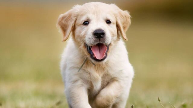 Día mundial de amar a tus mascotas