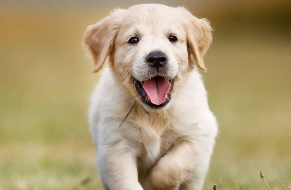 Día mundial de amar a tus mascotas: tres películas en Netflix que todo fan de los perros tiene que ver