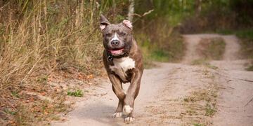 La nena debió ser operada por el ataque del Pitbull. (Pixabay)