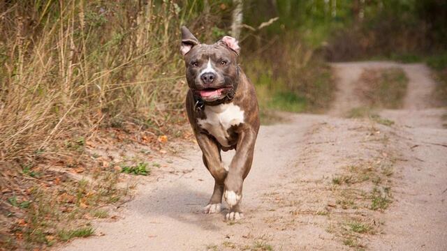 La nena debió ser operada por el ataque del Pitbull. (Pixabay)