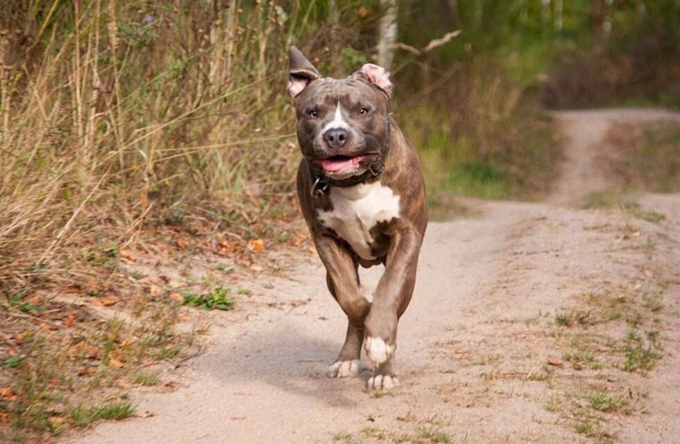 Un pitbull atacó a una nena y le povocó serias lesiones en la cara