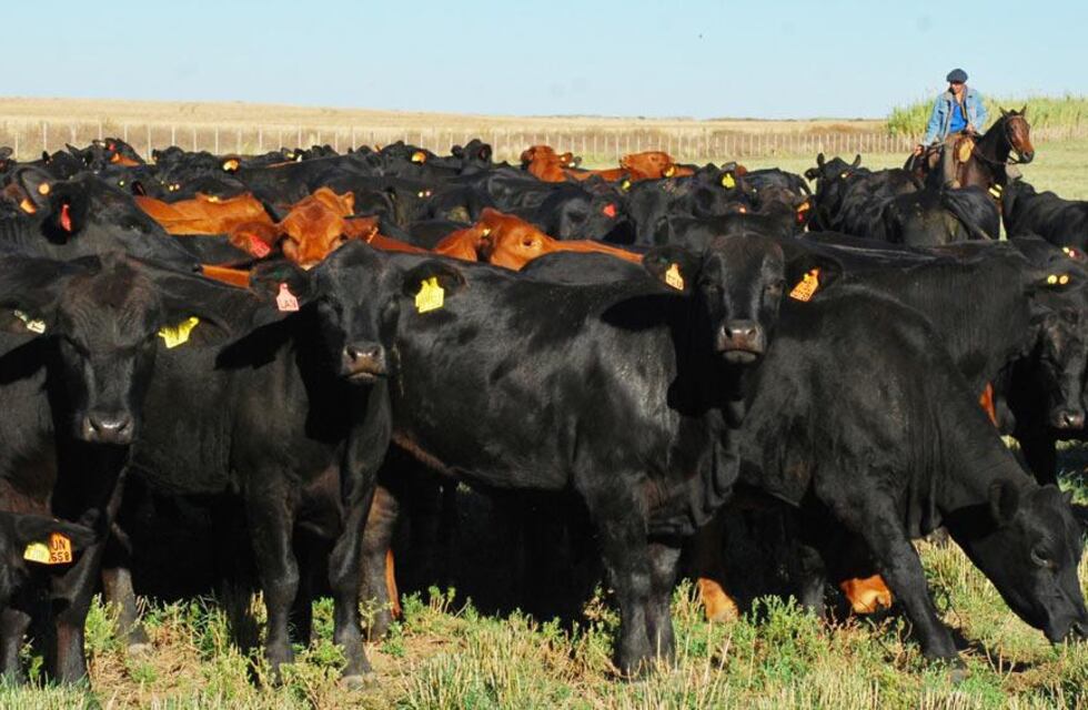 Faena de bovinos en marzo 2021