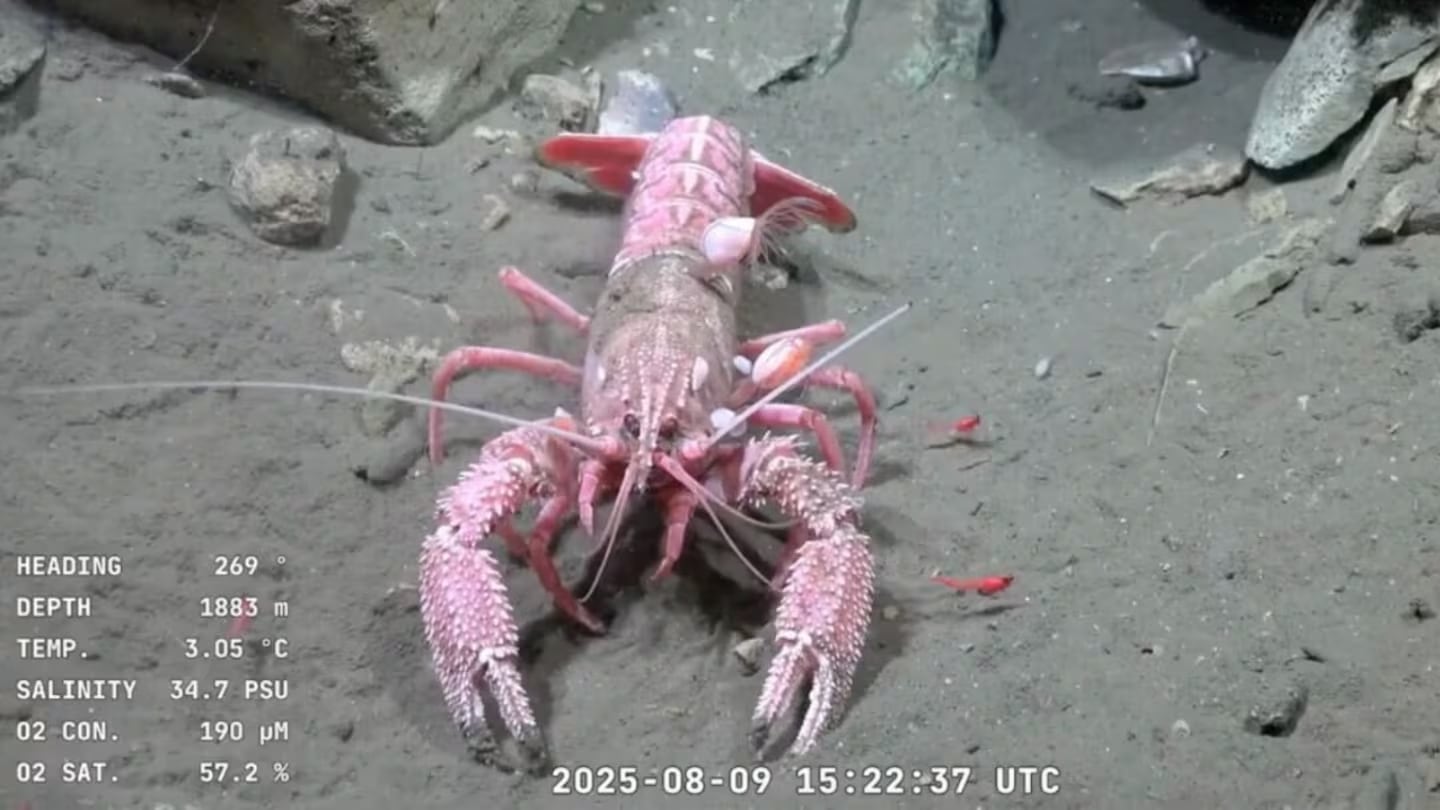 Una langosta enfrentó al robot submarino del Conicet en vivo para proteger a sus crías. (Captura de video)
