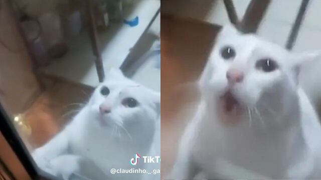 El peor cazador: un gato huyó despavorido de un ratón y partió de risa a todo TikTok