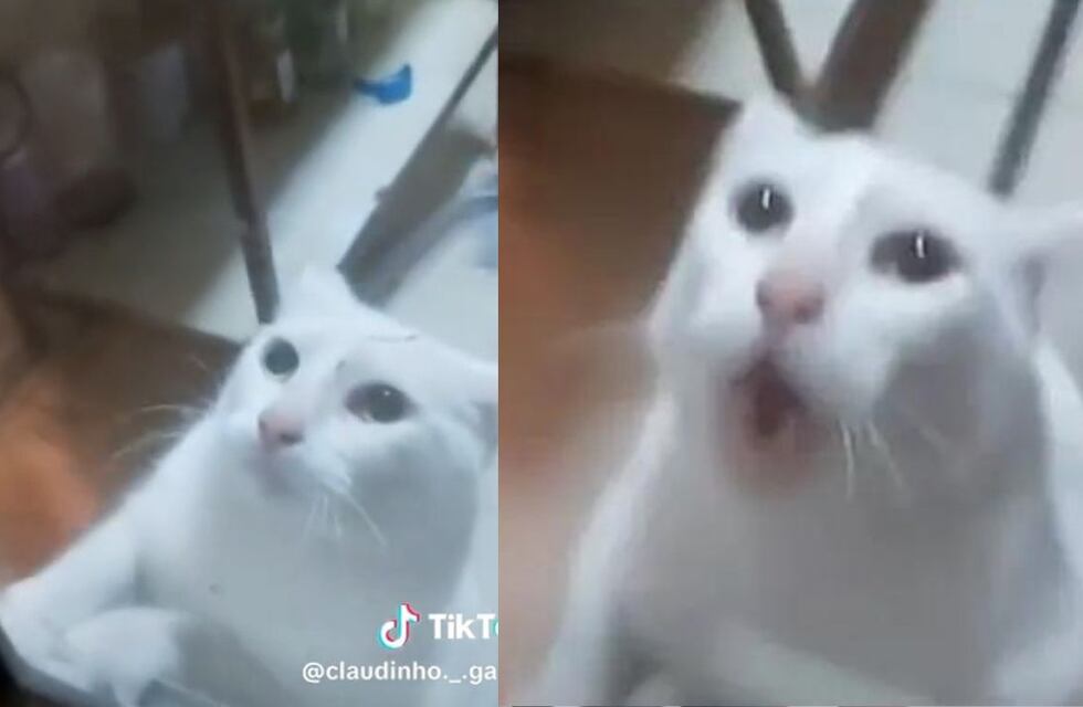 El peor cazador: un gato huyó despavorido de un ratón y partió de risa a todo TikTok