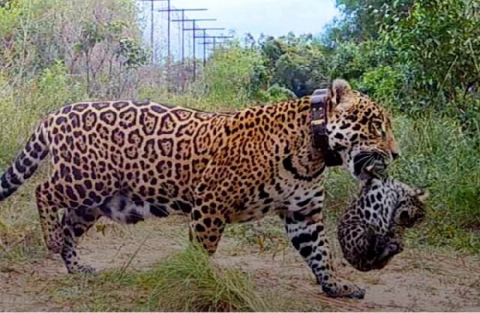 Grabaron el crecimiento de los primeros yaguaretés nacidos bajo libertad en el Parque Iberá tras años de extinción