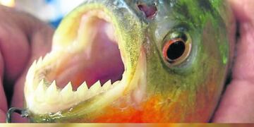 Por presencia de palometas cerraron la Playa El Brete en Posadas