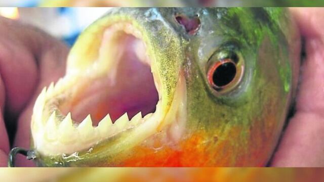 Por presencia de palometas cerraron la Playa El Brete en Posadas