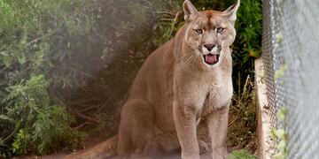 PUMA.