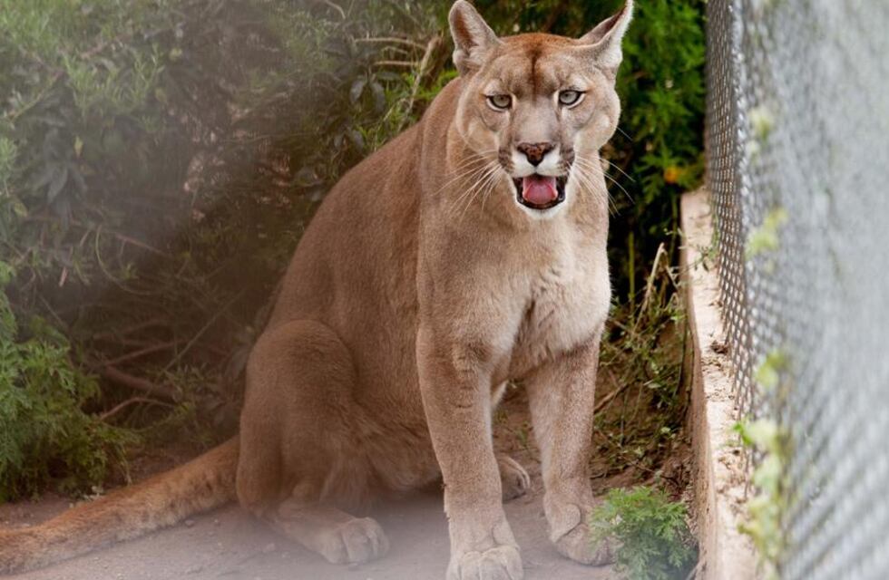 Charla en Villa del Mar: “Conflictos entre Pumas y Humanos”