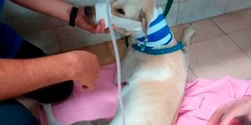 El perrito fue atendido gracias al aporte solidario de los vecinos (foto, Puntal Villa María).