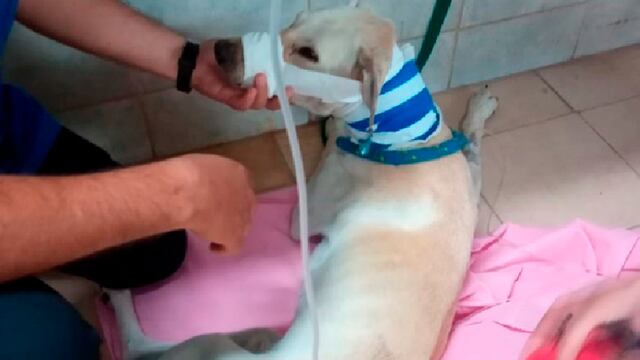 El perrito fue atendido gracias al aporte solidario de los vecinos (foto, Puntal Villa María).
