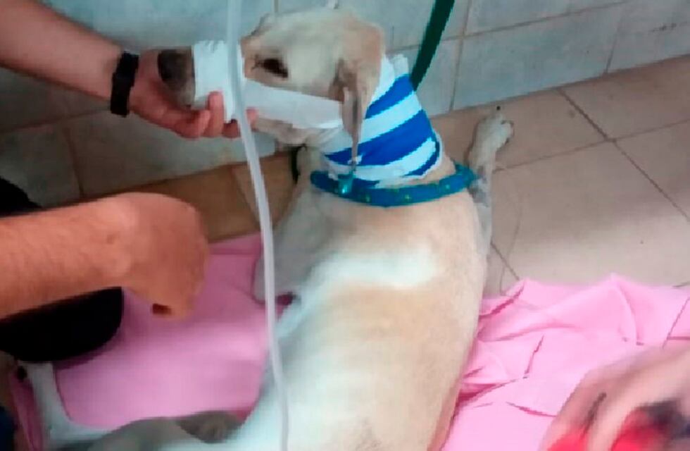 Era nuestro perro y era la ternura: vecinos de Cabrera hicieron una colecta para curar al Rubio