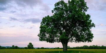 Fresno. Esta especie puede alcanzar los 20 metros de altura.