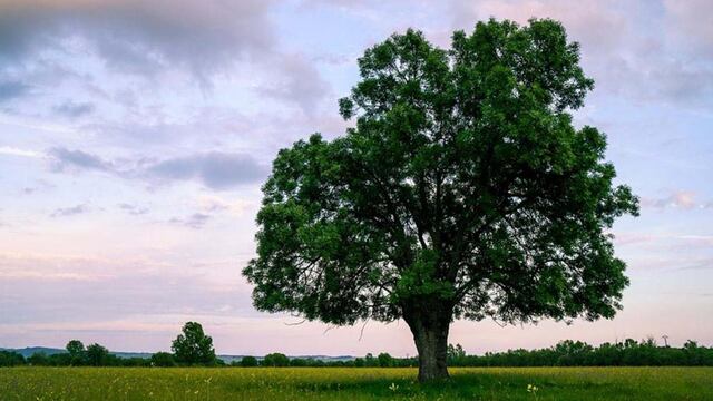 Fresno. Esta especie puede alcanzar los 20 metros de altura.