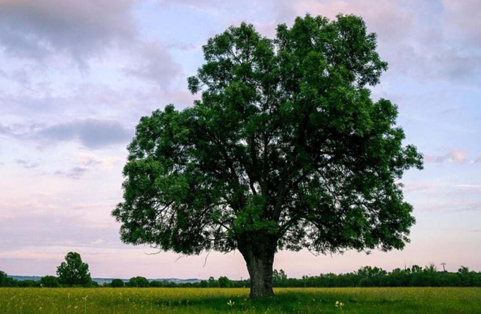 San Luis foresta: recibirá 300 mil árboles del Chaco