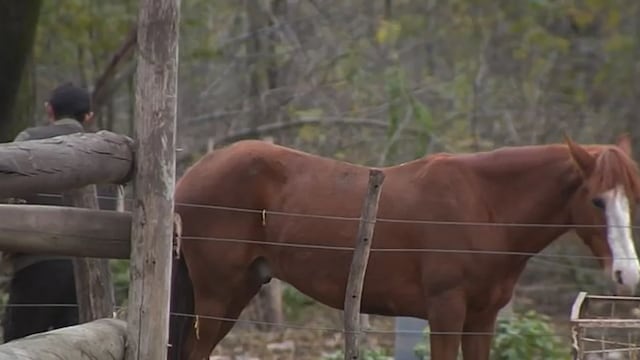 Refugio “La granja del señor Brito”.