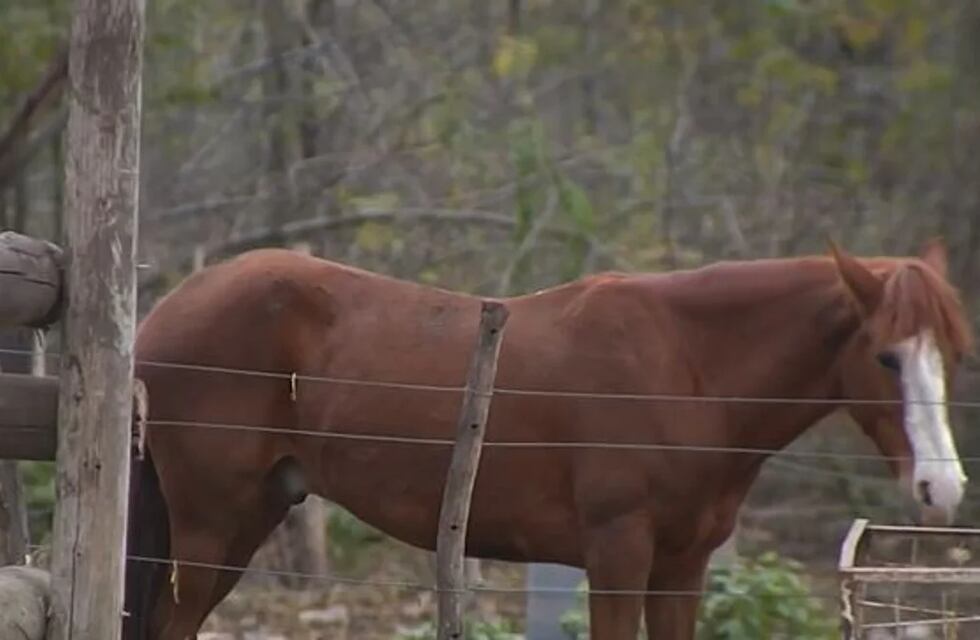 Un refugio de animales en Córdoba será desalojado y piden ayuda para volverlo a instalar desde cero