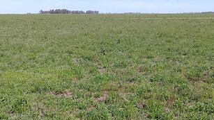 El joven se grabó en medio de un campo en Córdoba y se volvió viral.