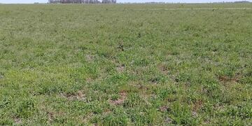 El joven se grabó en medio de un campo en Córdoba y se volvió viral.