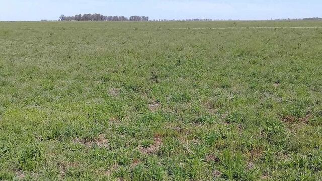 El joven se grabó en medio de un campo en Córdoba y se volvió viral.
