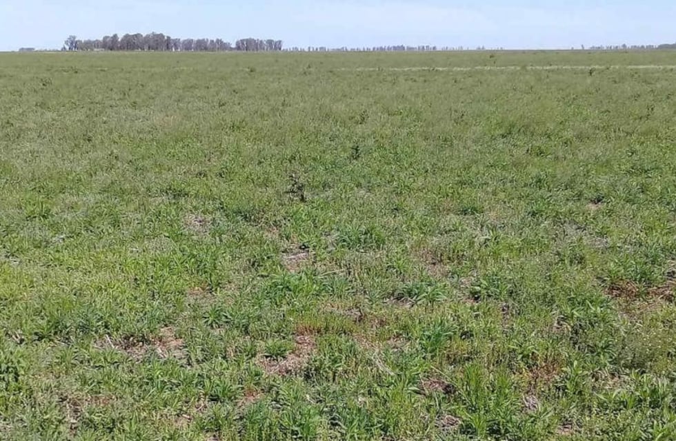 Criticó “a la gente” que tiene inusuales mascotas, pero sorprendió con la suya en Córdoba
