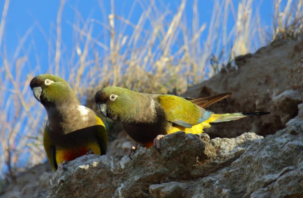 Nueva Zelanda: un loro se robó una GoPro y grabó imágenes espectaculares