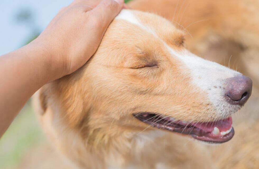 Qué dice de las personas acariciar perros en la calle, según la psicología
