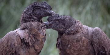 Día Mundial del Medio Ambiente: el cóndor andino es una de las especies en peligro de extinción en la Argentina.