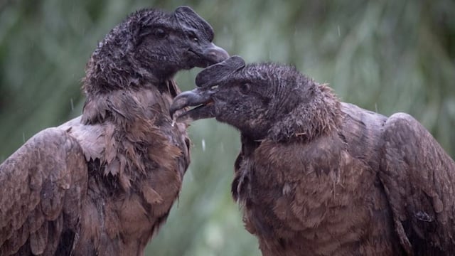 Día Mundial del Medio Ambiente: el cóndor andino es una de las especies en peligro de extinción en la Argentina.
