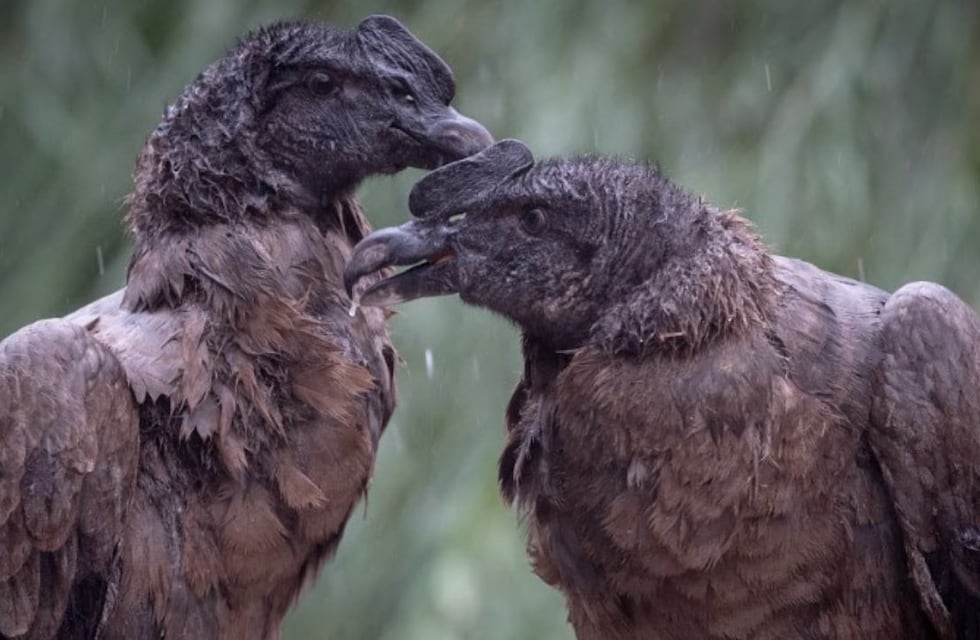 Día Mundial del Medio Ambiente: cada vez son más los animales en peligro de extinción de Argentina