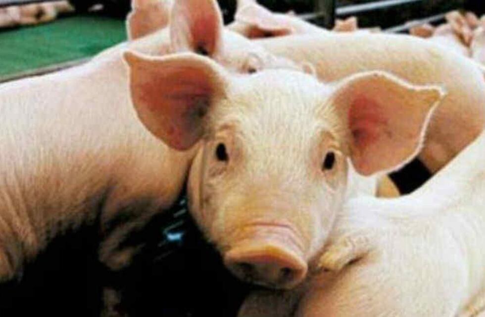 Triquinosis en Santa Fe: ¿Cómo cuidarse en Rafaela?